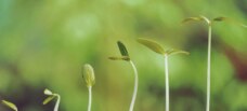 growing plants